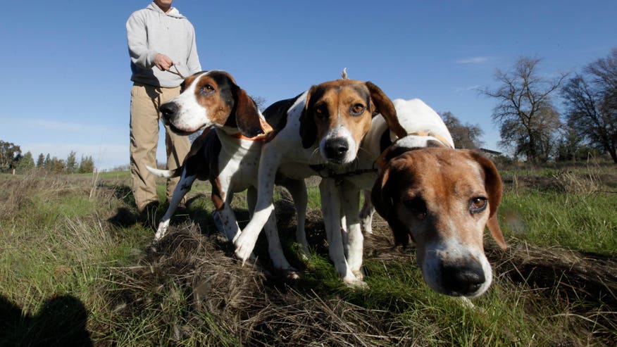New Year Hound Hunting.jpg